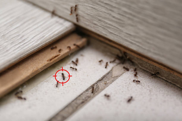 Best Pest Control for Homes  in Attla, AL