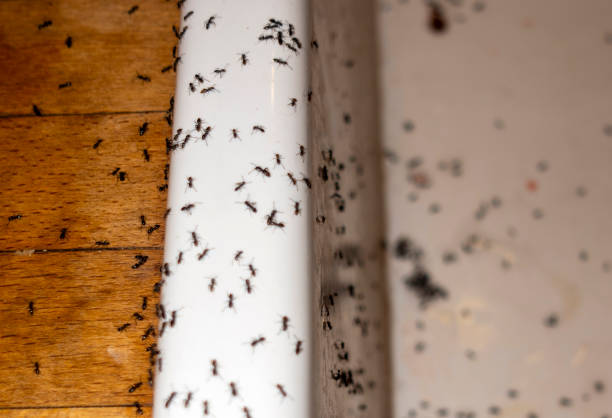 Best Best Pest Control Companies  in Attla, AL