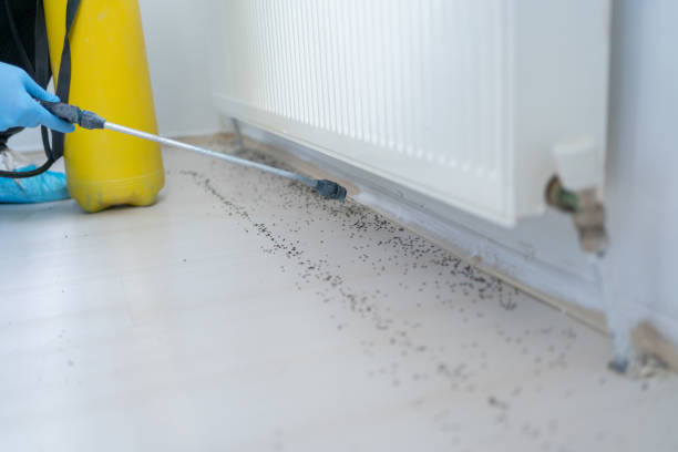 Best Cockroach Control Services  in Attla, AL