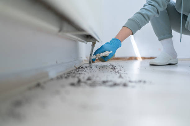 Best Bed Bug Extermination  in Attla, AL